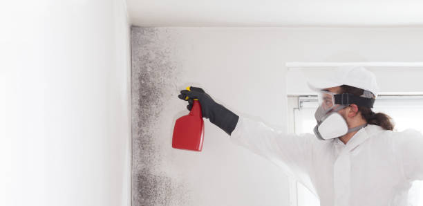 Best Certified Mold Removal  in Winthrop Harbor, IL